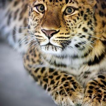 Gorgeous Amur leopard looking up towards the camera.