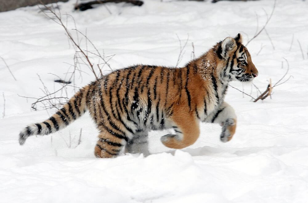 Fluffy Siberian tiger cub dashing through the snow.